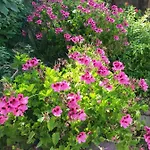 Rosa Ferienhaus