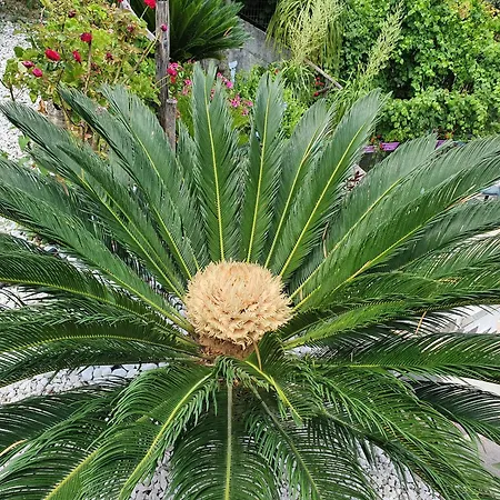 Rosa * Agropoli
