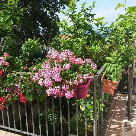 Rosa