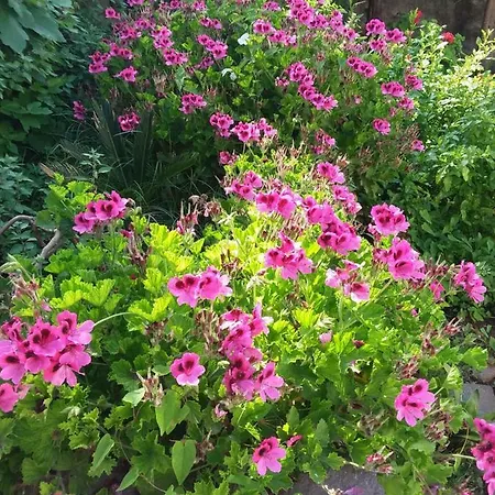 Rosa Ferienhaus